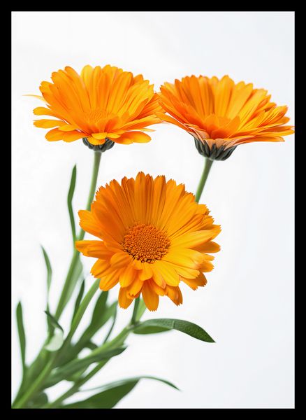 Plakat 25x35cm Słoneczne Kalendule zdjęcie 2
