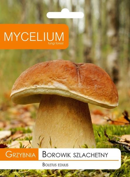 Grzybnia BOROWIK SZLACHETNY Mycelium zdjęcie 1