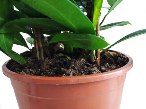 Fikus (Ficus) CYATHISTIPULA  130 cm na Arena.pl