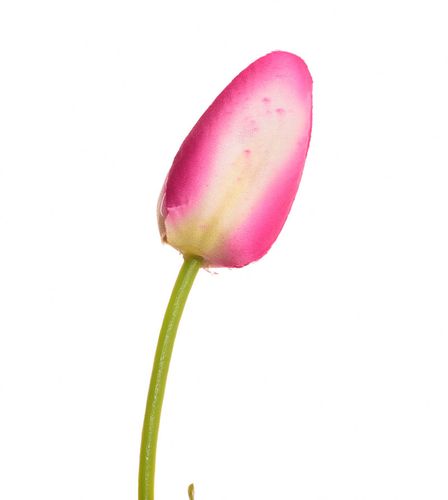 TULIPAN CEBULA biało fioletowy na Arena.pl