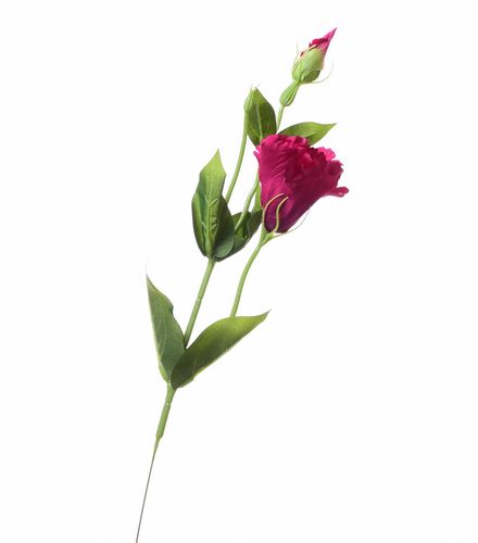 Eustoma fuksja na Arena.pl