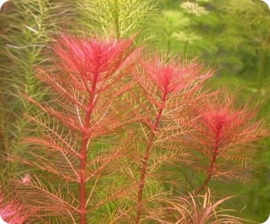 ZESTAW ROŚLIN ŁATWYCH W UPRAWIE NA TRZY PLANY DO AKWARIUM + GRATIS PĘSETA na Arena.pl