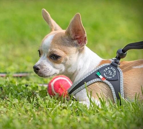 SZELKI dużego kota 38-48cm do 6kg Brytyjski TRE PONTI czarne Z ODBLASKAMI na Arena.pl