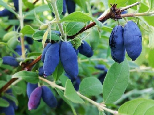 Jagoda kamczacka ATUT Soczysty owoc Zapylacz dla odmiany Wojtek Sadzonki 1L na Arena.pl