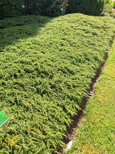 Jałowiec pospolity Green Carpet na skalniak na Arena.pl