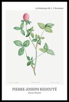 Plakat 40x60cm Design Clover Flower, Redoute Vintage do Salonu