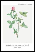 Plakat 40x60cm Design Clover Flower, Redoute Vintage do Salonu