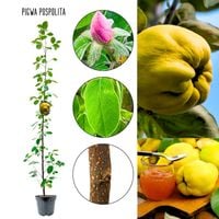 Pigwa Pospolita samopylna odmiana KRZEW 100-150 cm