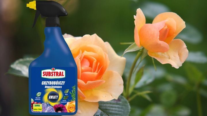 SAPROL GRZYBOBÓJCZY środek KWIATY: ZWALCZA CHRONI zdjęcie 2