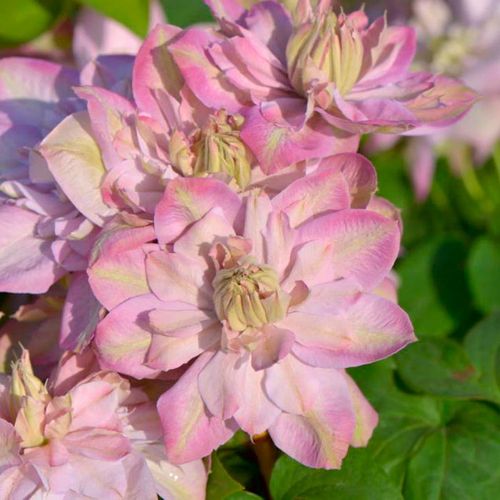 Powojnik Clematis Innocent Glance ® C2 E na Arena.pl