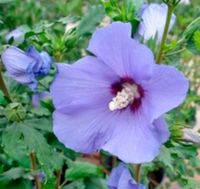 KETMIA SYRYJSKA Hibiscus syriacus NASIONA 600 sztuk - 10g.