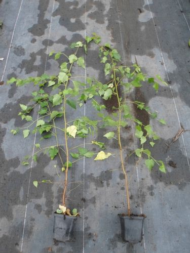 Brzoza płacząca Youngii 80-100cm P9 na Arena.pl