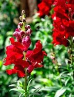 NASIONA Kwiatów Lwia Paszcza Wysoka CZERWONA Commander 0,5g Kwiaty 410114