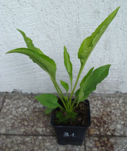 JEŻÓWKA Baby Swan White - sadzonki w doniczkach !! na Arena.pl