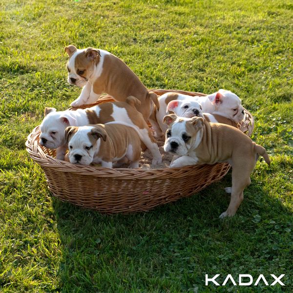 KADAX Legowisko Dla Psa Wiklinowe 65cm Wiklina M zdjęcie 5