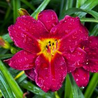 Liliowiec 'Pardon Me' Intensywnie Czerwony (Hemerocallis) Doniczka 2.0L