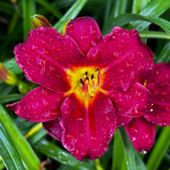 Liliowiec 'Pardon Me' Intensywnie Czerwony (Hemerocallis) Doniczka 2.0L