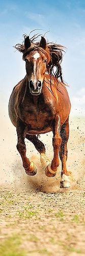 Trefl 300 elementów, Tętent kopyt na Arena.pl