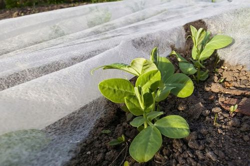 Otulina Wiosenna 3,2x20m Okryciowa 19g/m2 Lekka Rośliny Włóknina Ziemniaki na Arena.pl