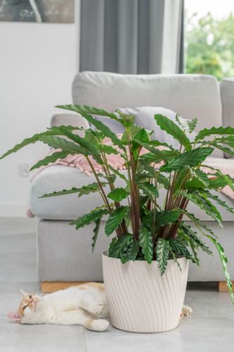 Doniczka okrągła Mika 23 z podstawką | Platyna, Kształt Okrągły, Wymiary 23x20.8 cm, Kolor Platyna, Form-Plastik na Arena.pl