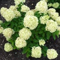 Hortensja bukietowa 'Little Spooky' (Hydrangea paniculata)