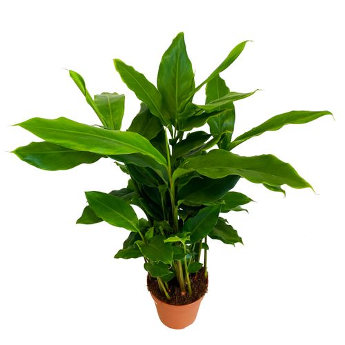 ELETTARIA CARDAMOMUM KARDAMON 60cm na Arena.pl