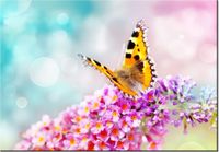 100 70CM OBRAZ PŁÓTNO MOTYL KWIATKACH PŁÓTNO RAMA