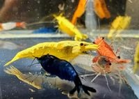 Krewetki neocaridina mix różne kolory pakiet 10 sztuk