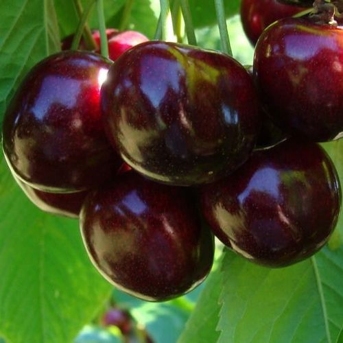 Czereśnia UKRAIŃSKA / GIGANTYCZNE OWOCE słodka i smaczna PIERWSZY na Arena.pl