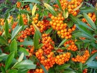 GK OGNIK SZKARŁATNY PYRACANTHA ORANGE GLOW