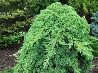 Jałowiec rozesłany NANA Procumbens Na bonsai