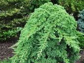 Jałowiec rozesłany NANA Procumbens Na bonsai