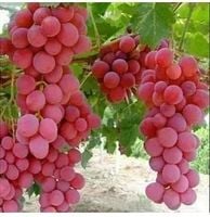 WINOGRON czerwony szczepiony odporny na mróz - sadzonki 5 / 10 cm