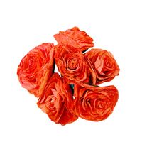 Róże "X6 z szuszonych liści magnolii pomarańczowe