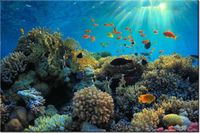 100 70CM OBRAZ PŁÓTNO RAFA KORALOWA PŁÓTNO RAMA