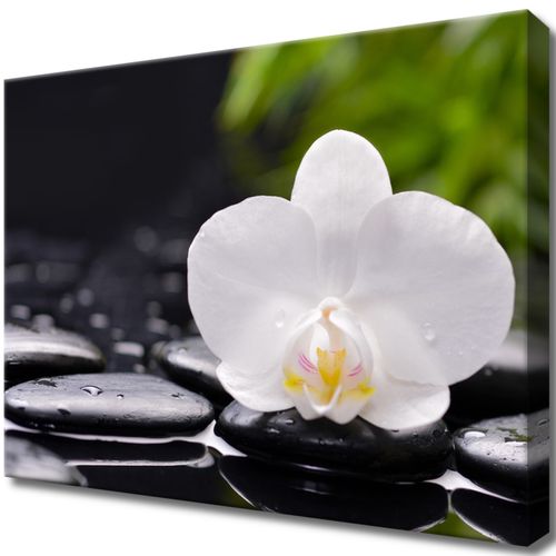 Obraz 40X30 Biała Orchidea na Arena.pl
