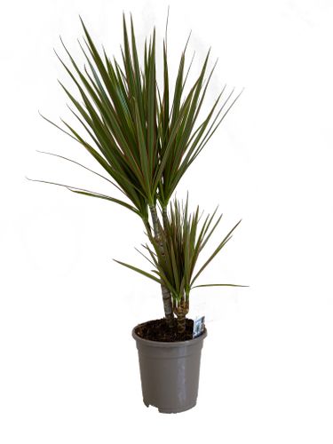 DRACENA BICOLOR 75 cm na Arena.pl