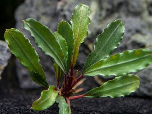 Bucephalandra biblis Koszyk Holandia Ø 5,5 cm na Arena.pl