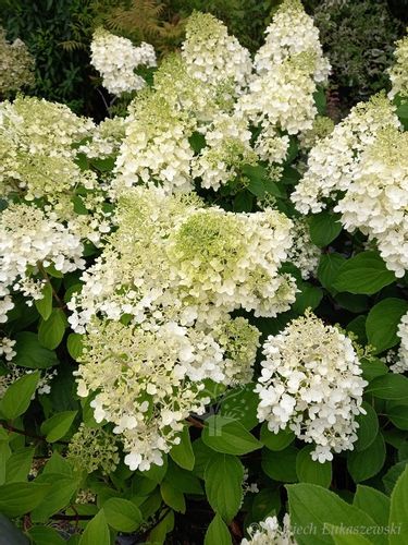 Hortensja bukietowa Silver Dollar sadzonka rabata na Arena.pl