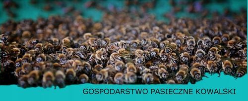 WYPRZEDAŻ Miód rzepakowy 1,25 kg 2023 na Arena.pl