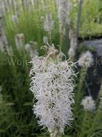 Liatria kłosowa biała bylina na skalniak