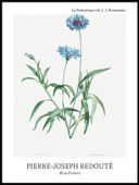 Plakat 60x80cm Design Blue Flower, Redoute Vintage do Salonu