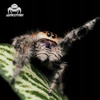 SAMICA Skakun Królewski Phidippus regius SOROA L6/L7 +SIATKA GRATIS skakuny