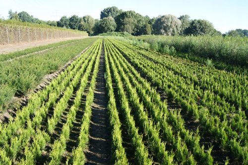 Tuja Brabant na ŻYWOPŁOT 60-80cm niska cena Żywotnik Zachodni na Arena.pl