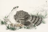 Plakat 60x40cm  Hawk-Eagle, Kashu Japoński Vintage do Salonu