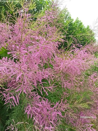 Tamaryszek francuski (Tamarix) w donmiczkach P11, wysokość 20-30 cm na Arena.pl