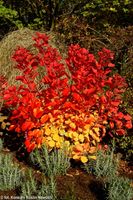 Perukowiec FLAMISSIMO mocny kontrast w ogrodzie