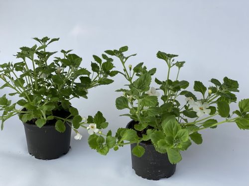 5x Bakopa Bacopa Sutera biała, sadzonki na Arena.pl