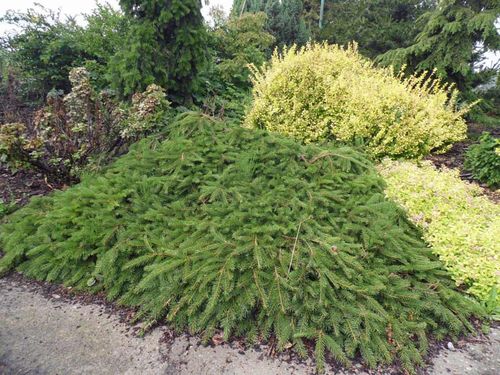 Świerk pospolity Formanek C3 na Arena.pl