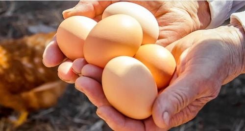 Pasza karma dla kur niosek 25kg Nioska Piast Pełnoporcjowa Witaminowa na Arena.pl